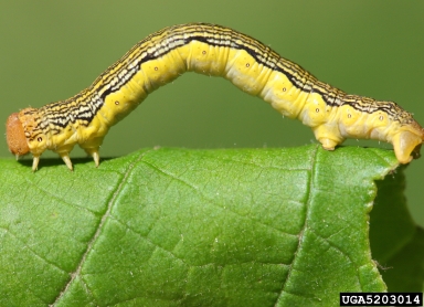 linden looper (Erannis tiliaria ) on American basswood (Tilia americana ) - 5203014