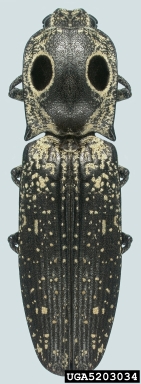 eyed click beetle, Alaus oculatus  (Coleoptera: Elateridae) - 5203034