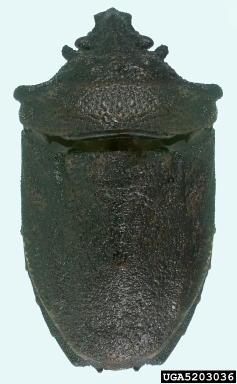 stink bug, Amaurochrous magnus  (Hemiptera: Pentatomidae) - 5203036