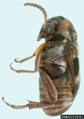 cowpea weevil, Callosobruchus maculatus  (Coleoptera: Bruchidae) - 5203041