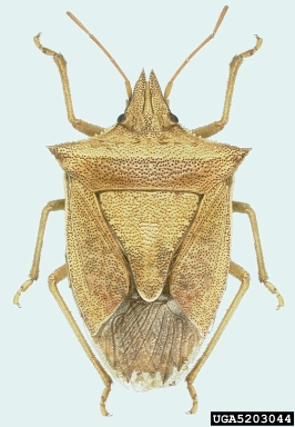 stink bug, Dichelops furcatus  (Hemiptera: Pentatomidae) - 5203044