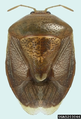 stink bug, Edessa florida  (Hemiptera: Pentatomidae) - 5203046