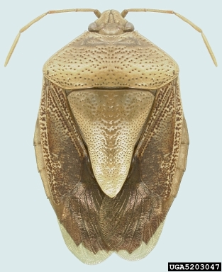 stink bug, Edessa meditabunda  (Hemiptera: Pentatomidae) - 5203047