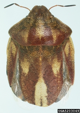 wheat bug, Eurygaster maura  (Hemiptera: Scutelleridae) - 5203049