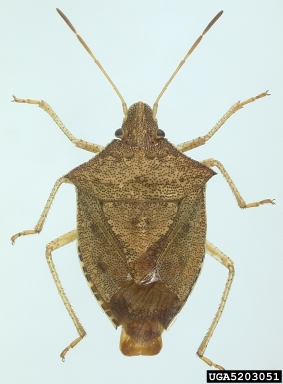 stink bug, Euschistus quadrator  (Hemiptera: Pentatomidae) - 5203051