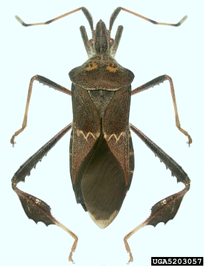 leaf-footed bug, Leptoglossus zonatus  (Hemiptera: Coreidae) - 5203057
