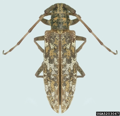 balsam fir sawyer, Monochamus marmorator  (Coleoptera: Cerambycidae) - 5203067