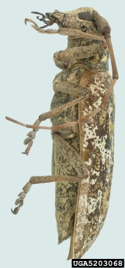 balsam fir sawyer, Monochamus marmorator  (Coleoptera: Cerambycidae) - 5203068