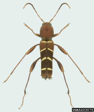 redheaded ash borer, Neoclytus acuminatus  (Coleoptera: Cerambycidae) - 5203075