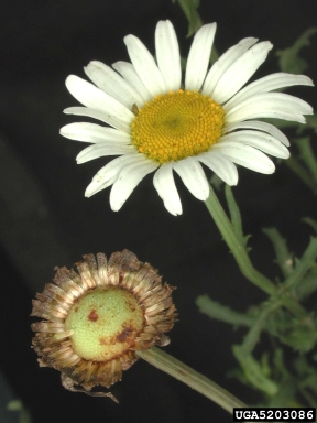 oxeye daisy, Leucanthemum vulgare  (Asterales: Asteraceae) - 5203086