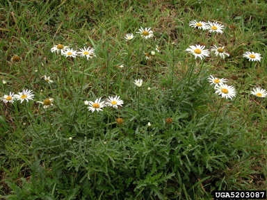 oxeye daisy, Leucanthemum vulgare  (Asterales: Asteraceae) - 5203087