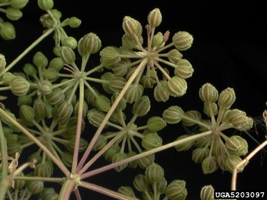poison-hemlock, Conium maculatum  (Apiales: Apiaceae) - 5203097