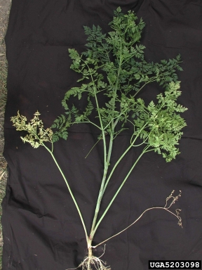 poison-hemlock, Conium maculatum  (Apiales: Apiaceae) - 5203098