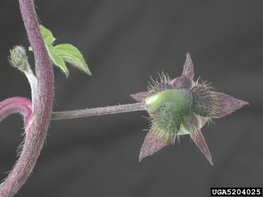 tall morningglory, Ipomoea purpurea  (Solanales: Convolvulaceae) - 5204025