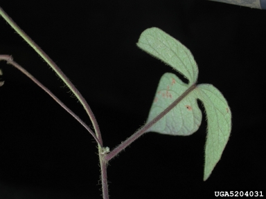 tall morningglory, Ipomoea purpurea  (Solanales: Convolvulaceae) - 5204031