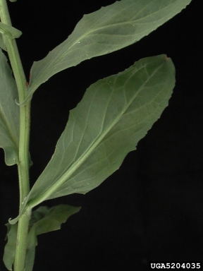 hoary cress, Lepidium draba  (Capparales: Brassicaceae) - 5204035