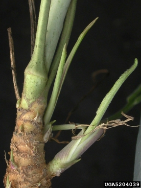 perennial pepperweed, Lepidium latifolium  (Capparales: Brassicaceae) - 5204039