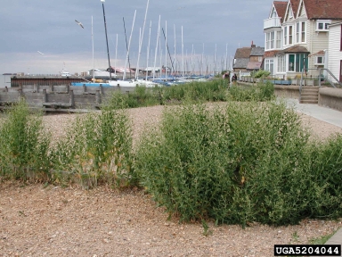 perennial pepperweed, Lepidium latifolium  (Capparales: Brassicaceae) - 5204044