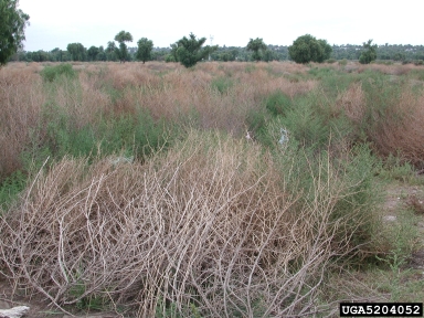 Russian-thistle, Salsola tragus  (Caryophyllales: Chenopodiaceae) - 5204052