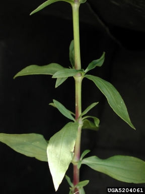 bouncingbet, Saponaria officinalis  (Caryophyllales: Caryophyllaceae) - 5204061