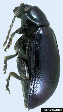 grape flea beetle, Altica chalybea  (Coleoptera: Chrysomelidae) - 5204083
