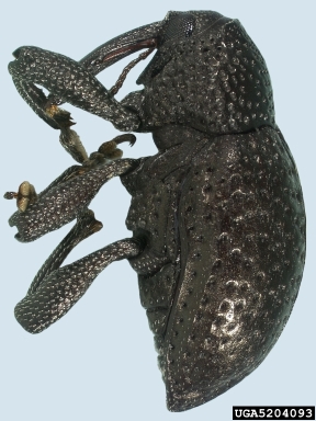 cowpea curculio, Chalcodermus aeneus  (Coleoptera: Curculionidae) - 5204093