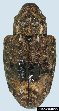 plum curculio, Conotrachelus nenuphar  (Coleoptera: Curculionidae) - 5204099