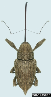 pecan weevil, Curculio caryae  (Coleoptera: Curculionidae) - 5205005