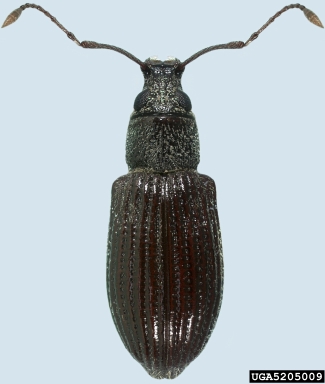 Asiatic oak weevil, Cyrtepistomus castaneus  (Coleoptera: Curculionidae) - 5205009