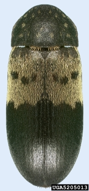 larder beetle, Dermestes lardarius  (Coleoptera: Dermestidae) - 5205013