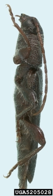 old house borer, Hylotrupes bajulus  (Coleoptera: Cerambycidae) - 5205028