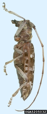 southern pine sawyer, Monochamus titillator  (Coleoptera: Cerambycidae) - 5205032
