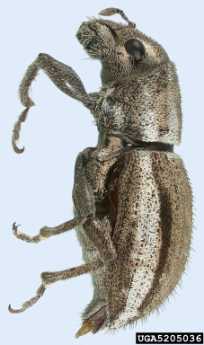 whitefringed weevil, Naupactus leucoloma  (Coleoptera: Curculionidae) - 5205036