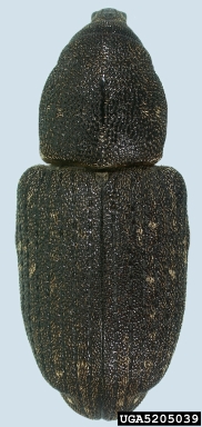 pitch-eating weevil, Pachylobius picivorus  (Coleoptera: Curculionidae) - 5205039