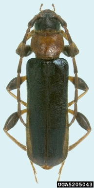 tanbark borer, Phymatodes testaceus  (Coleoptera: Cerambycidae) - 5205043