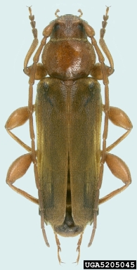 tanbark borer, Phymatodes testaceus  (Coleoptera: Cerambycidae) - 5205045