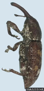 eastern pine weevil, Pissodes nemorensis  (Coleoptera: Curculionidae) - 5205048