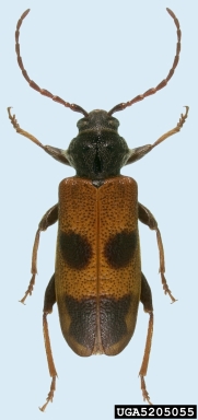 cedartree borer, Semanotus ligneus  (Coleoptera: Cerambycidae) - 5205055