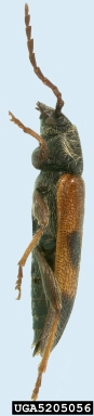 cedartree borer, Semanotus ligneus  (Coleoptera: Cerambycidae) - 5205056