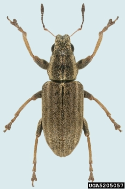 pea leaf weevil, Sitona lineatus  (Coleoptera: Curculionidae) - 5205057