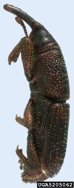 maize weevil, Sitophilus zeamais  (Coleoptera: Curculionidae) - 5205062