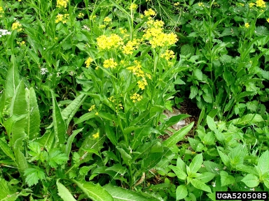 Hill mustard, Bunias orientalis  (Capparales: Brassicaceae) - 5205085