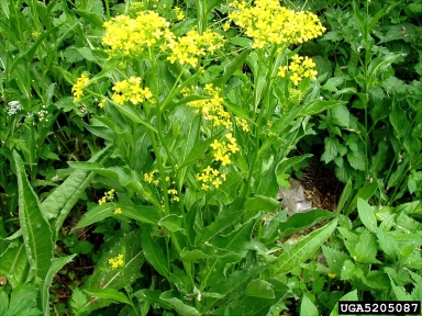 Hill mustard, Bunias orientalis  (Capparales: Brassicaceae) - 5205087