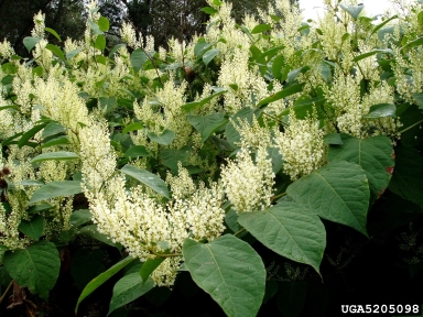 Japanese knotweed, Fallopia japonica  (Polygonales: Polygonaceae) - 5205098