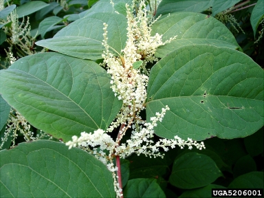 Japanese knotweed, Fallopia japonica  (Polygonales: Polygonaceae) - 5206001
