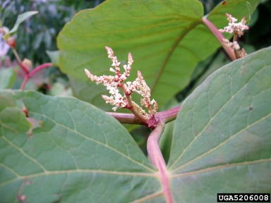 Sakhalin knotweed, Fallopia sachalinensis  (Polygonales: Polygonaceae) - 5206008