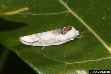 moth, Antaeotricha spp.  (Lepidoptera: Oecophoridae) - 5206048