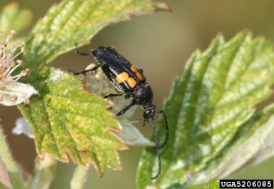 long-horned beetle (Typocerus lunulatus ) on highbush blackberry (Rubus argutus ) - 5206085