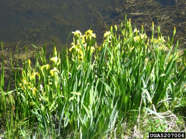 yellowflag iris, Iris pseudacorus  (Liliales: Iridaceae) - 5207006
