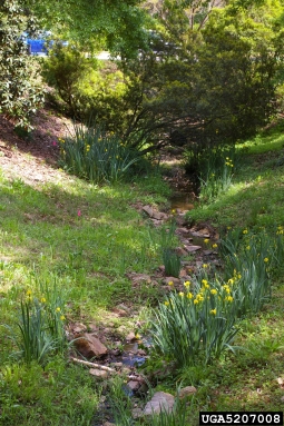 yellowflag iris, Iris pseudacorus  (Liliales: Iridaceae) - 5207008